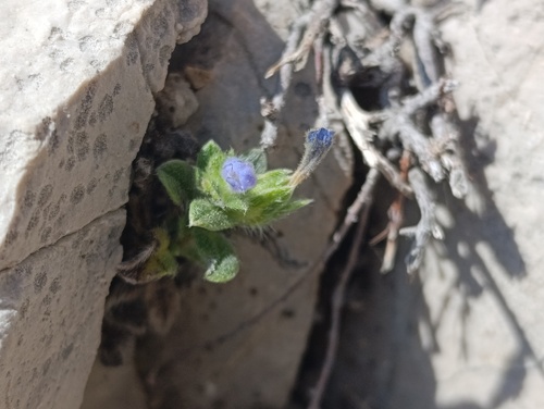 Echium parviflorum (Echium parviflorum)