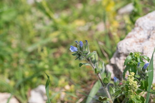 Echium parviflorum (Echium parviflorum)