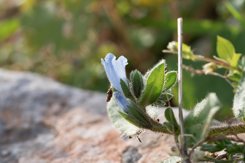 Echium parviflorum (Echium parviflorum)