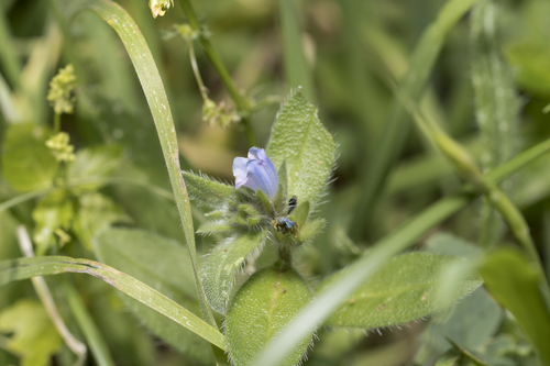 Echium parviflorum (Echium parviflorum)