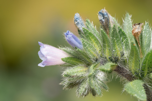 Echium parviflorum (Echium parviflorum)