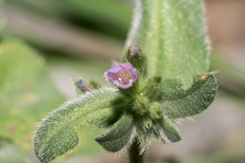Echium parviflorum (Echium parviflorum)