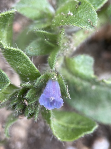Echium parviflorum (Echium parviflorum)