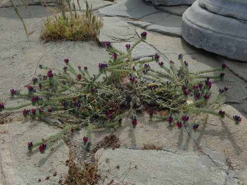 Paterson's curse (Echium plantagineum)