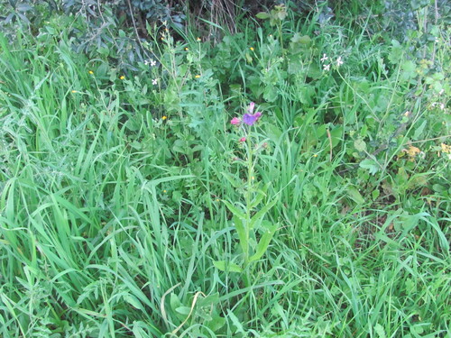 Paterson's curse (Echium plantagineum)
