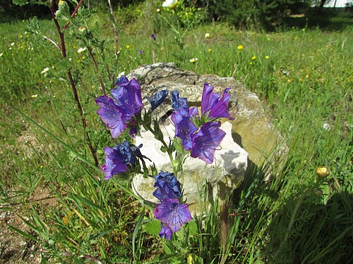 Paterson's curse: An example of a Purple viper's bugloss (Echium plantagineum) found on the verge of the Quinta do Paiva within the neighbourhood of Vale de Carro in the city of