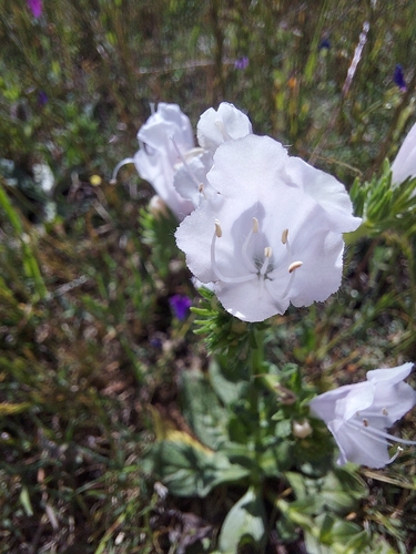 Paterson's curse (Echium plantagineum)