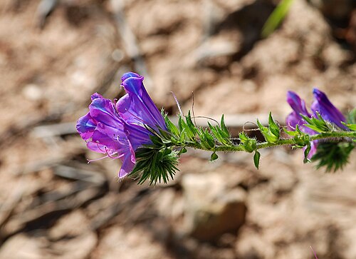 Paterson's curse: Flower of a Purple Viper's Bugloss ( Echium plantagineum ).