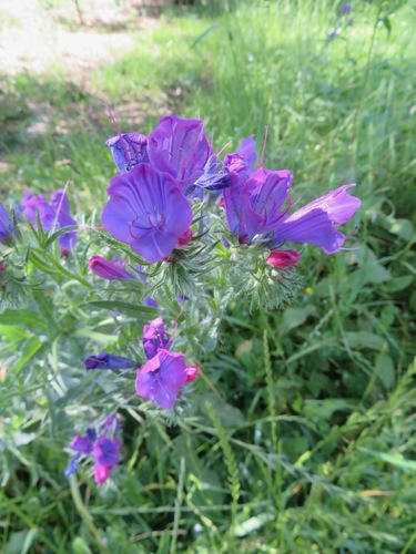 Paterson's curse (Echium plantagineum)