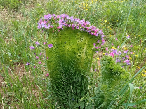 Paterson's curse (Echium plantagineum)