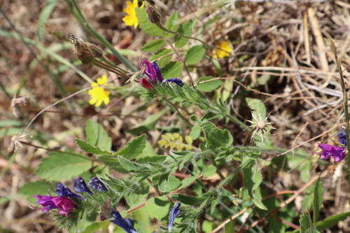 Paterson's curse (Echium plantagineum)