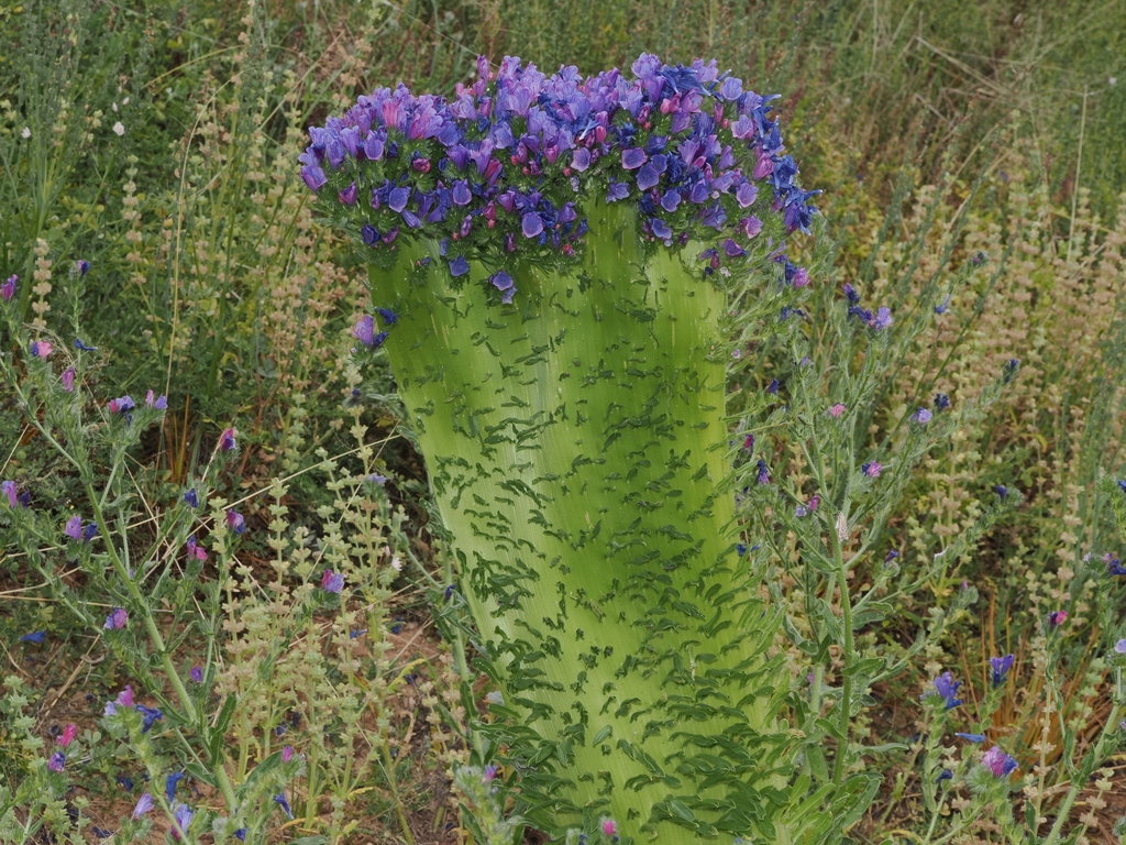 Paterson's curse (Echium plantagineum)