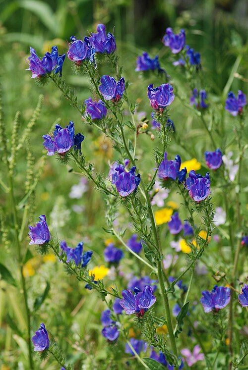 Paterson's curse: Une Vipérine faux-plantain ( Echium plantagineum ) en fleur.