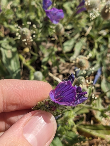 Paterson's curse (Echium plantagineum)