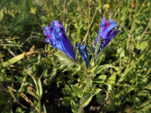 Paterson's curse: AIRE - Echium e besouro verde