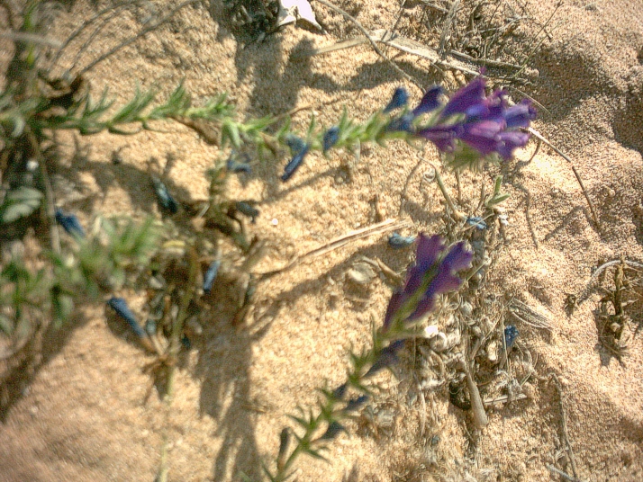 Sand Viper's gloss (Echium sabulicola)