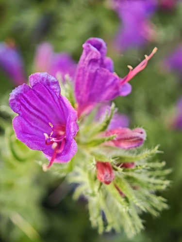 Sand Viper's gloss (Echium sabulicola)
