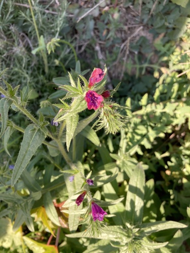 Sand Viper's gloss (Echium sabulicola)