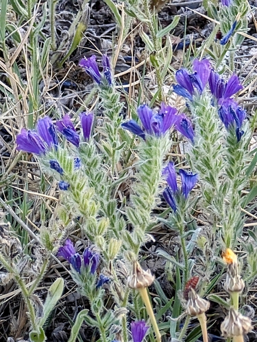 Sand Viper's gloss (Echium sabulicola)