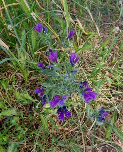 Sand Viper's gloss (Echium sabulicola)