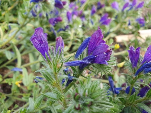Sand Viper's gloss (Echium sabulicola)