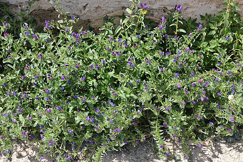 Sand Viper's gloss: Sand Viper's Bugloss ( Echium sabulicola ) in Alcúdia, Spain.