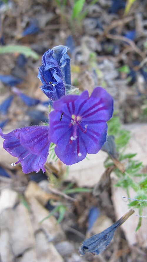 Sand Viper's gloss: Echium humile