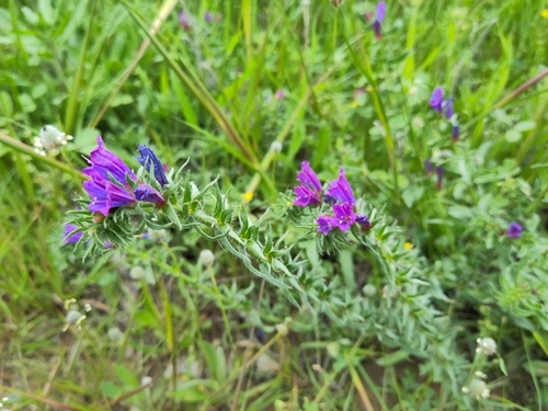 Sand Viper's gloss (Echium sabulicola)