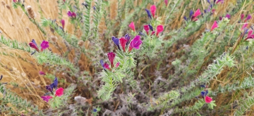 Sand Viper's gloss (Echium sabulicola)