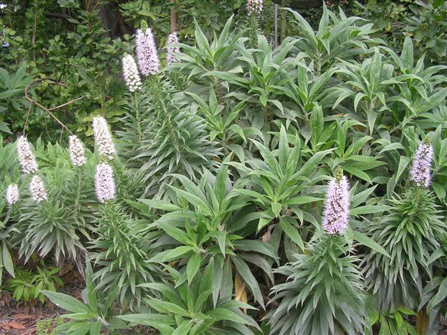 Echium virescens: A work released per the GNU Free Documentation License by : FRANCISCA JIMENEZ ( Gran Canaria ) Spain.