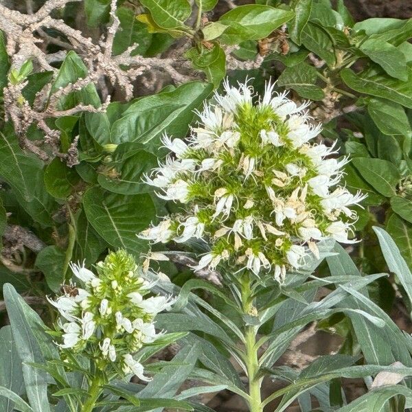 Echium virescens (Echium virescens)