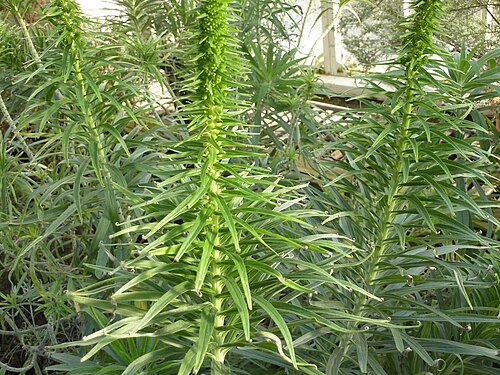 Echium virescens: Echium virescens in the Botanical Garden, Berlin
