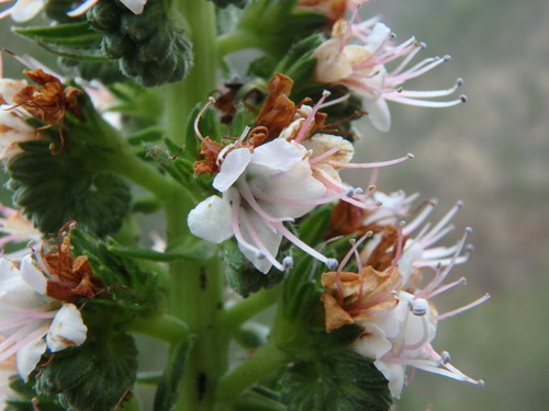 Echium virescens (Echium virescens)