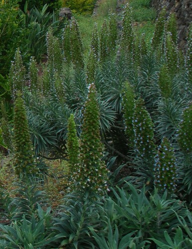 Echium virescens (Echium virescens)