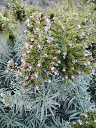 Echium virescens (Echium virescens)