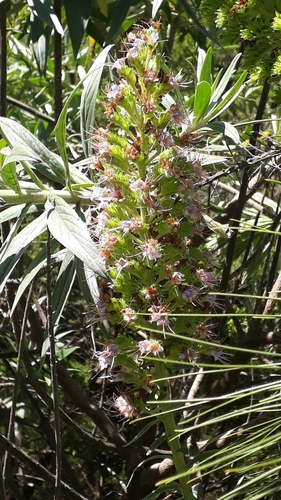 Echium virescens (Echium virescens)