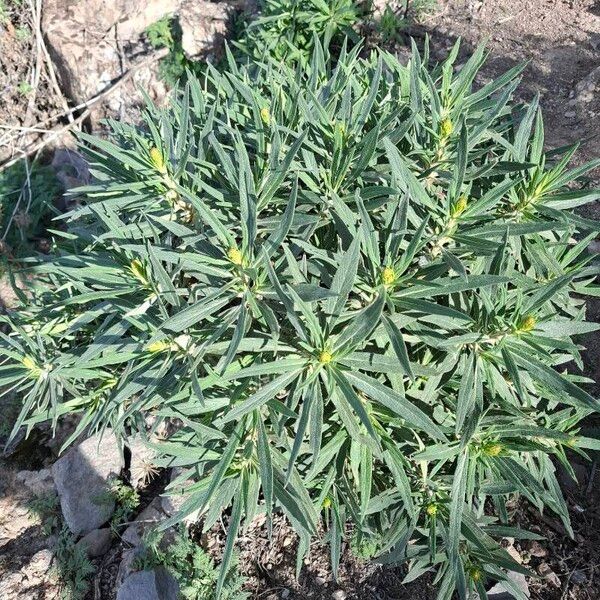 Echium virescens (Echium virescens)