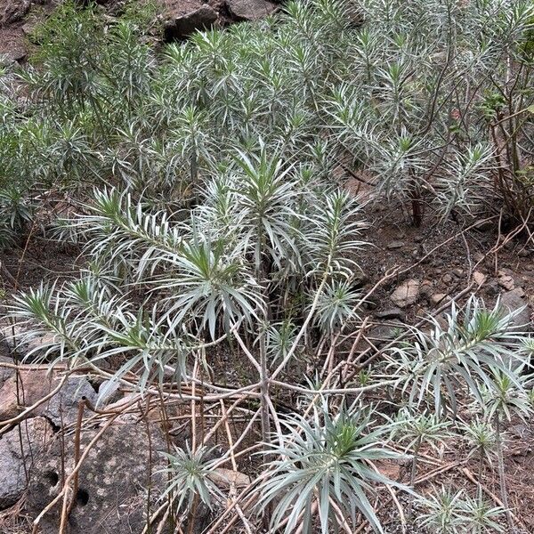 Echium virescens (Echium virescens)
