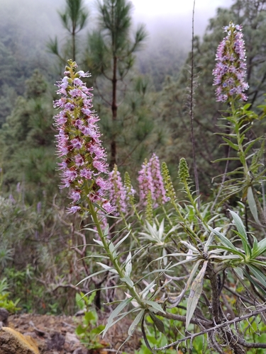 Echium virescens (Echium virescens)