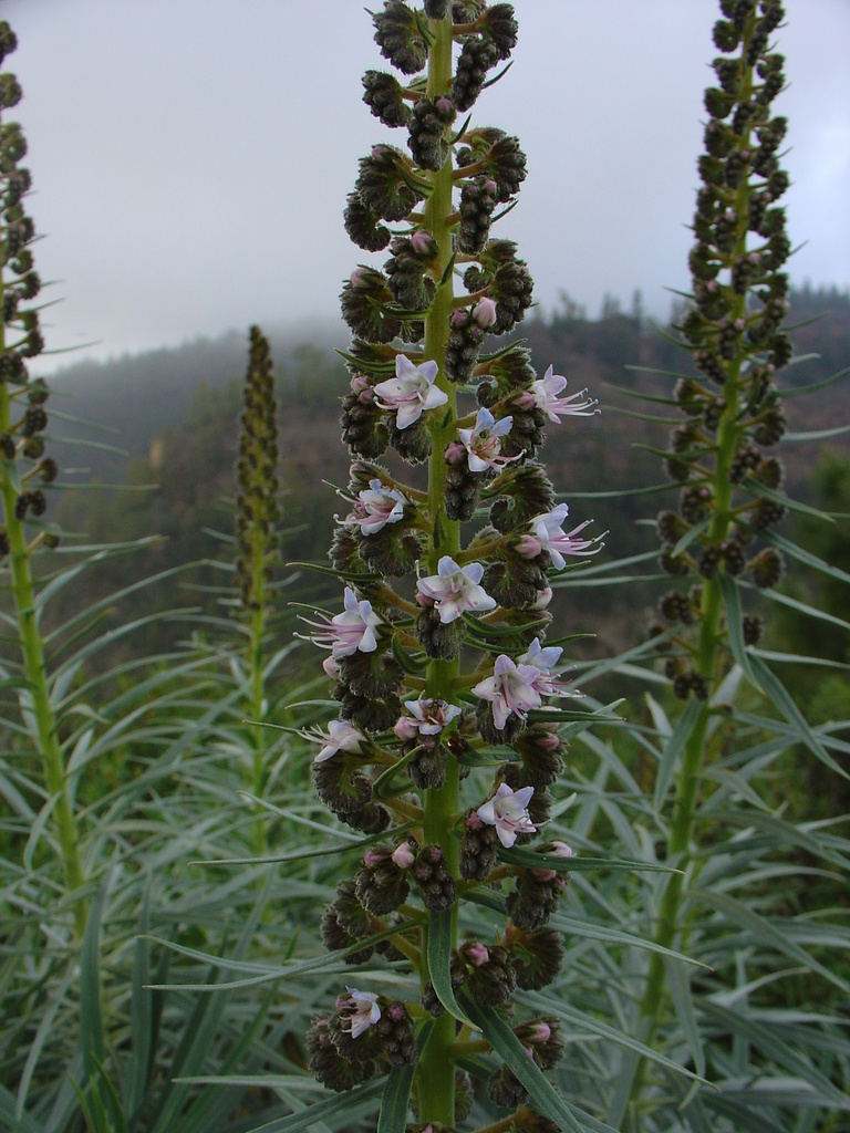 Echium virescens (Echium virescens)