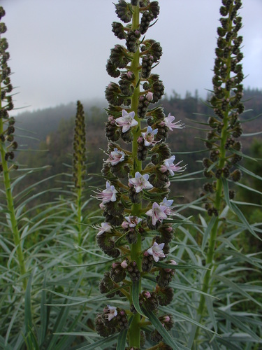 Echium virescens (Echium virescens)
