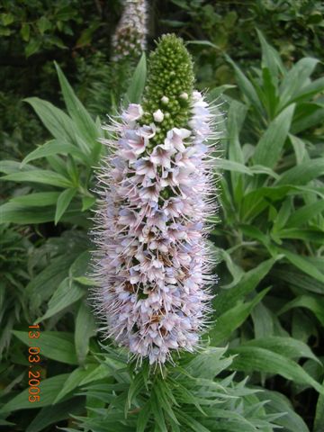 Echium virescens: A work released per the GNU Free Documentation License by : FRANCISCA JIMENEZ ( Gran Canaria ) Spain.