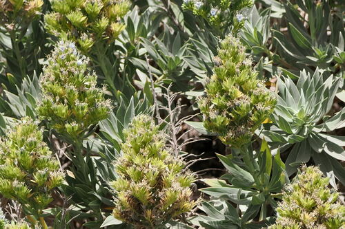 Echium vulcanorum (Echium vulcanorum)