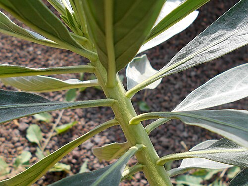 Echium vulcanorum: Echium vulcanorum , Botanischer Garten Berlin.