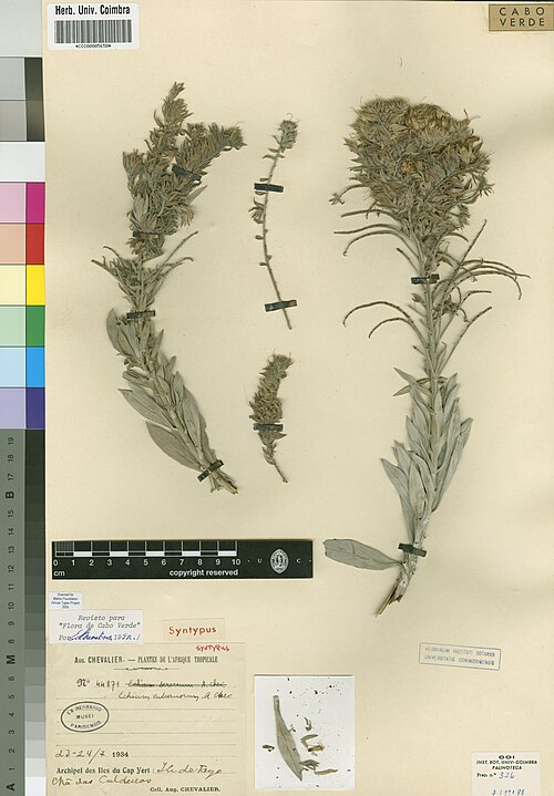 Echium vulcanorum: Photograph of Syntype of Echium vulcanorum at Herbarium of the University of Coimbra, Portugal (COI). Specimen COI00005650. http://coicatalogue.uc.pt/specimen/C