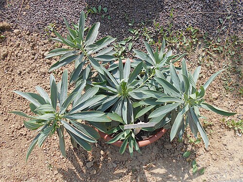 Echium vulcanorum: Echium vulcanorum , Botanischer Garten Berlin.