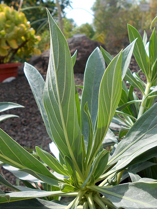 Echium vulcanorum: Echium vulcanorum , Botanischer Garten Berlin.