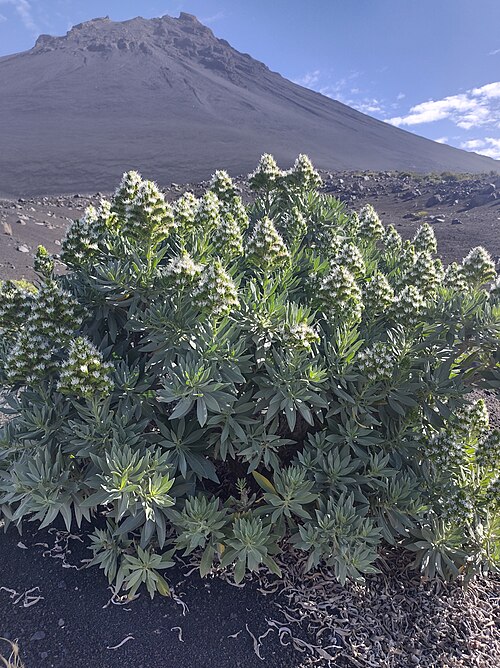Echium vulcanorum: Echium Vulcanorum on the island of Fogo.