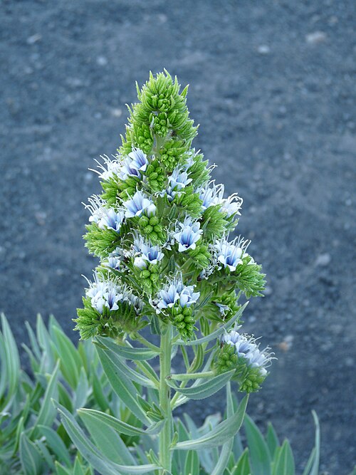 Echium vulcanorum: Chã das Caldeiras : Echium vulcanorum (Lingua-de-Vaca), espèce endémique de l'île de Fogo