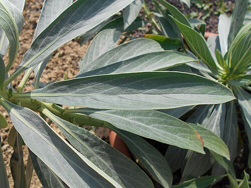 Echium vulcanorum: Echium vulcanorum , Botanischer Garten Berlin.